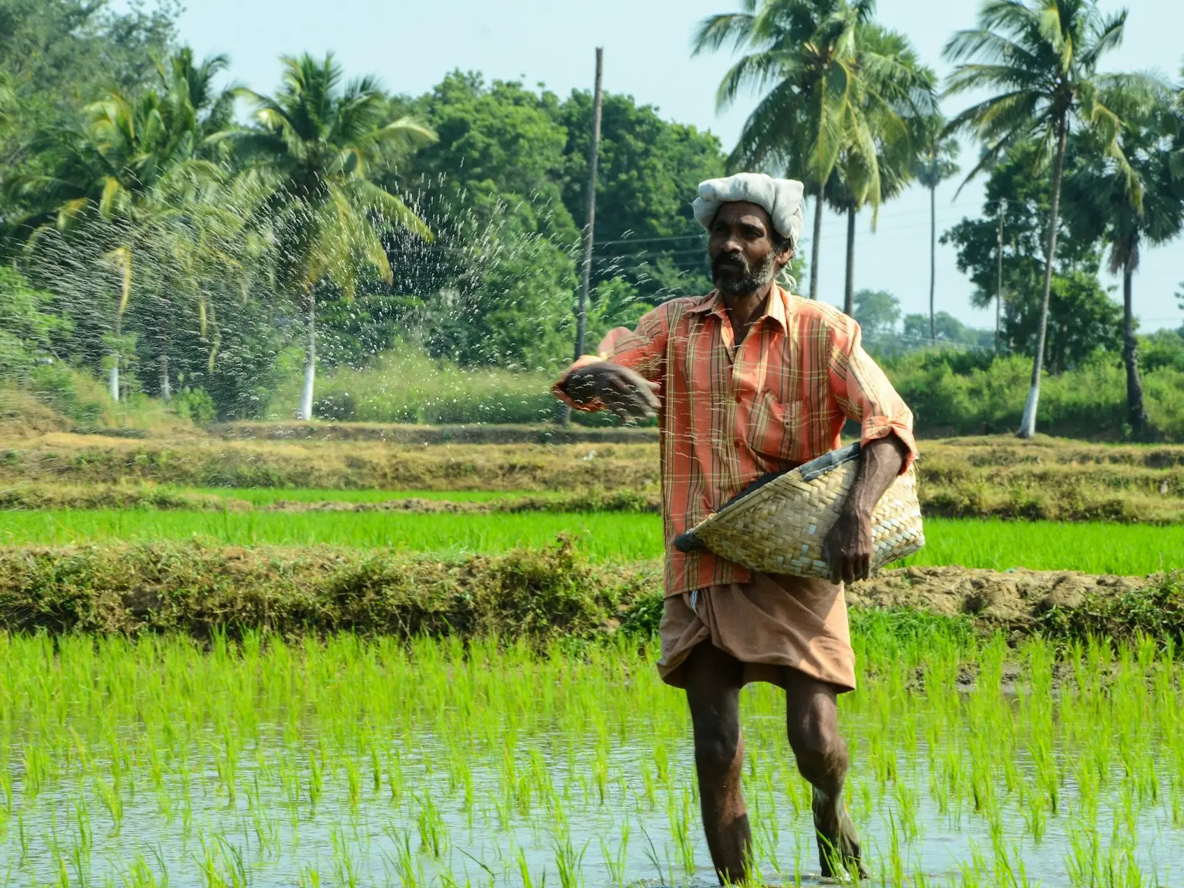 man standing while carrying wicker basket in the middle of rice field surrounded with tall trees